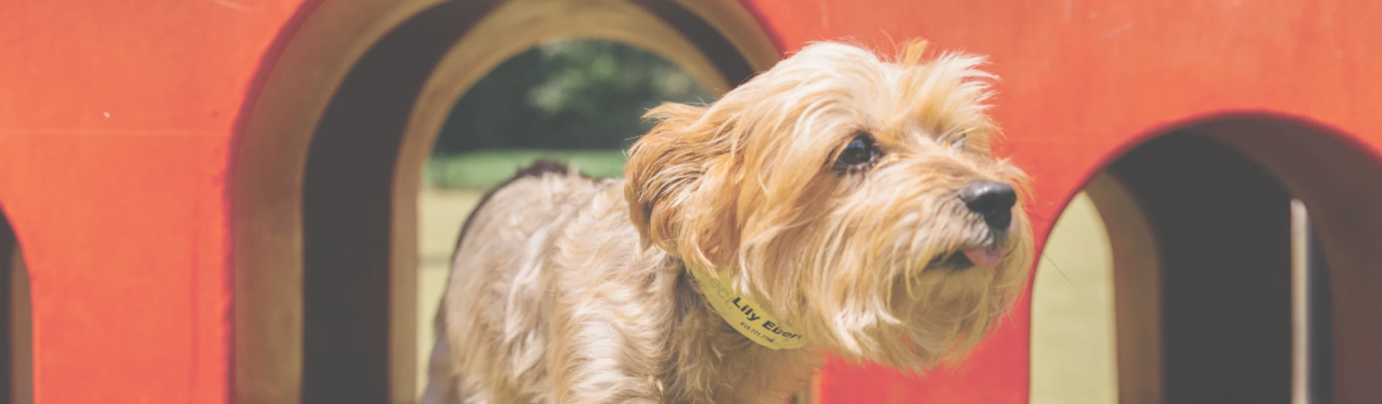 dog with tongue out on play structure.